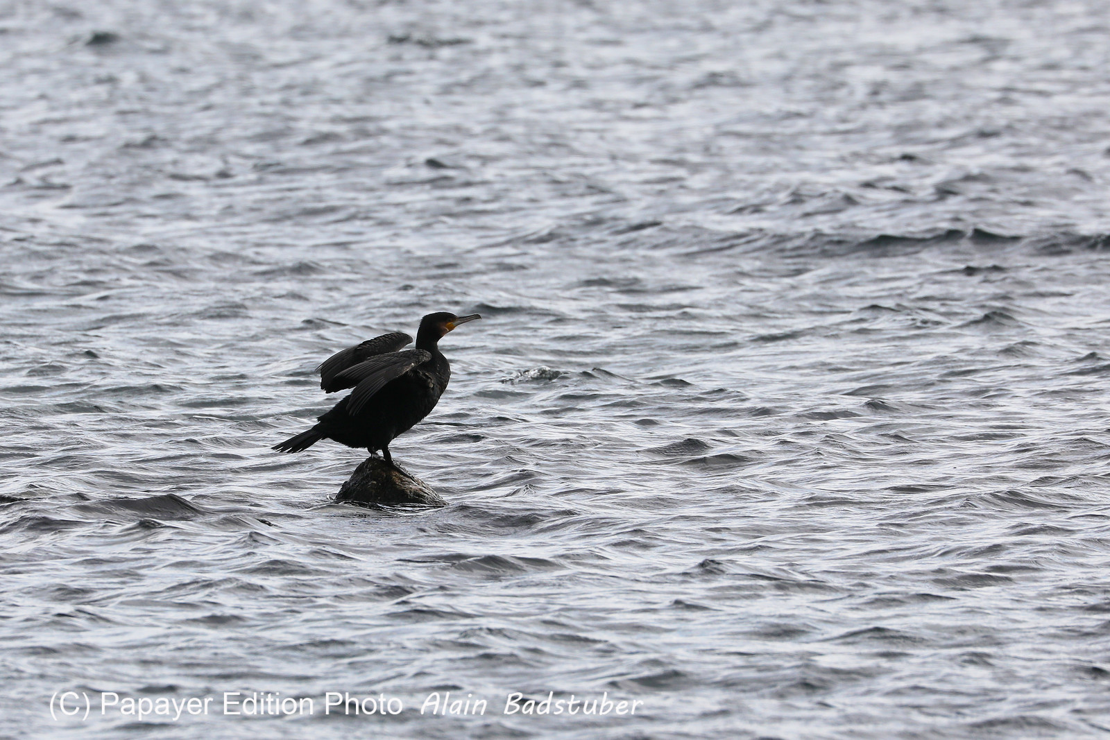 Faune et Flore de Suisse, 2022
