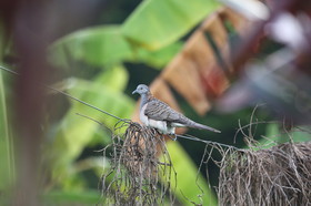 L'Australie à Cow Bay et Cape Tribulation en 2017