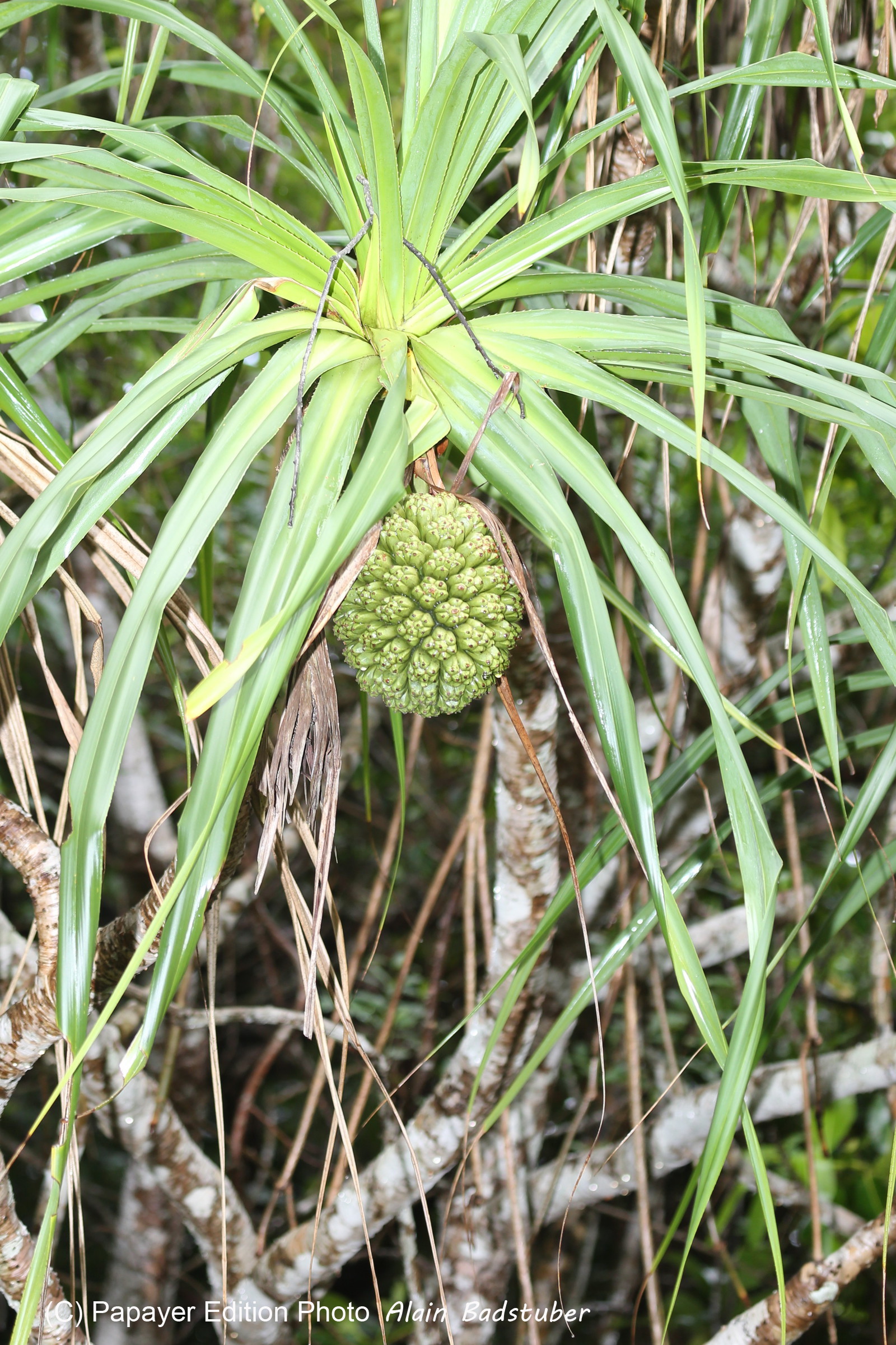 L'Australie à Cow Bay et Cape Tribulation en 2017