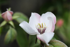 Rosacae en cours de détermination...