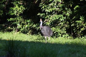 L'Australie à Cow Bay et Cape Tribulation en 2017