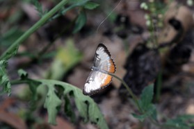 Images_Belize_2011_002