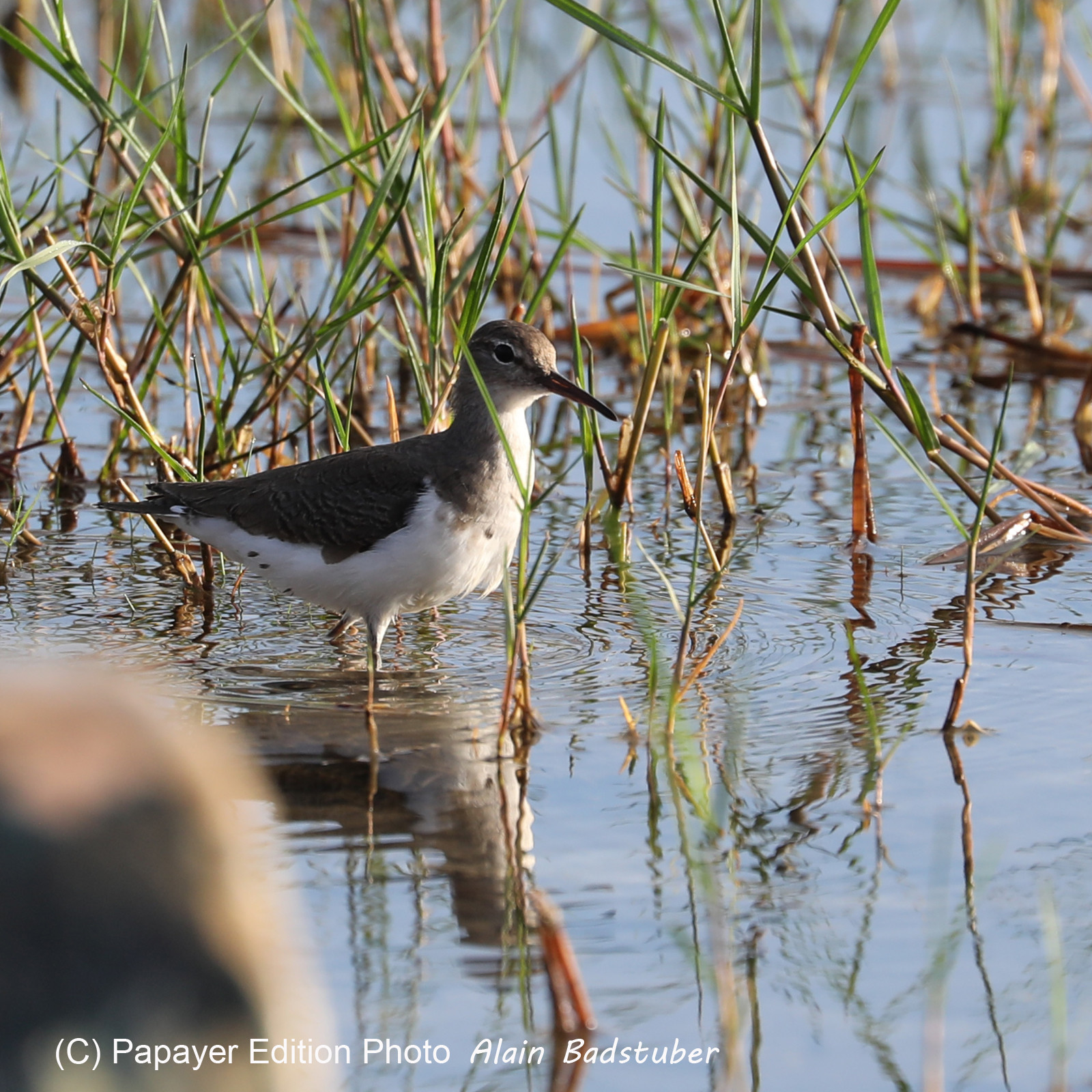 Premier séjour à Crooked Tree , au Bélize en octobre 2021