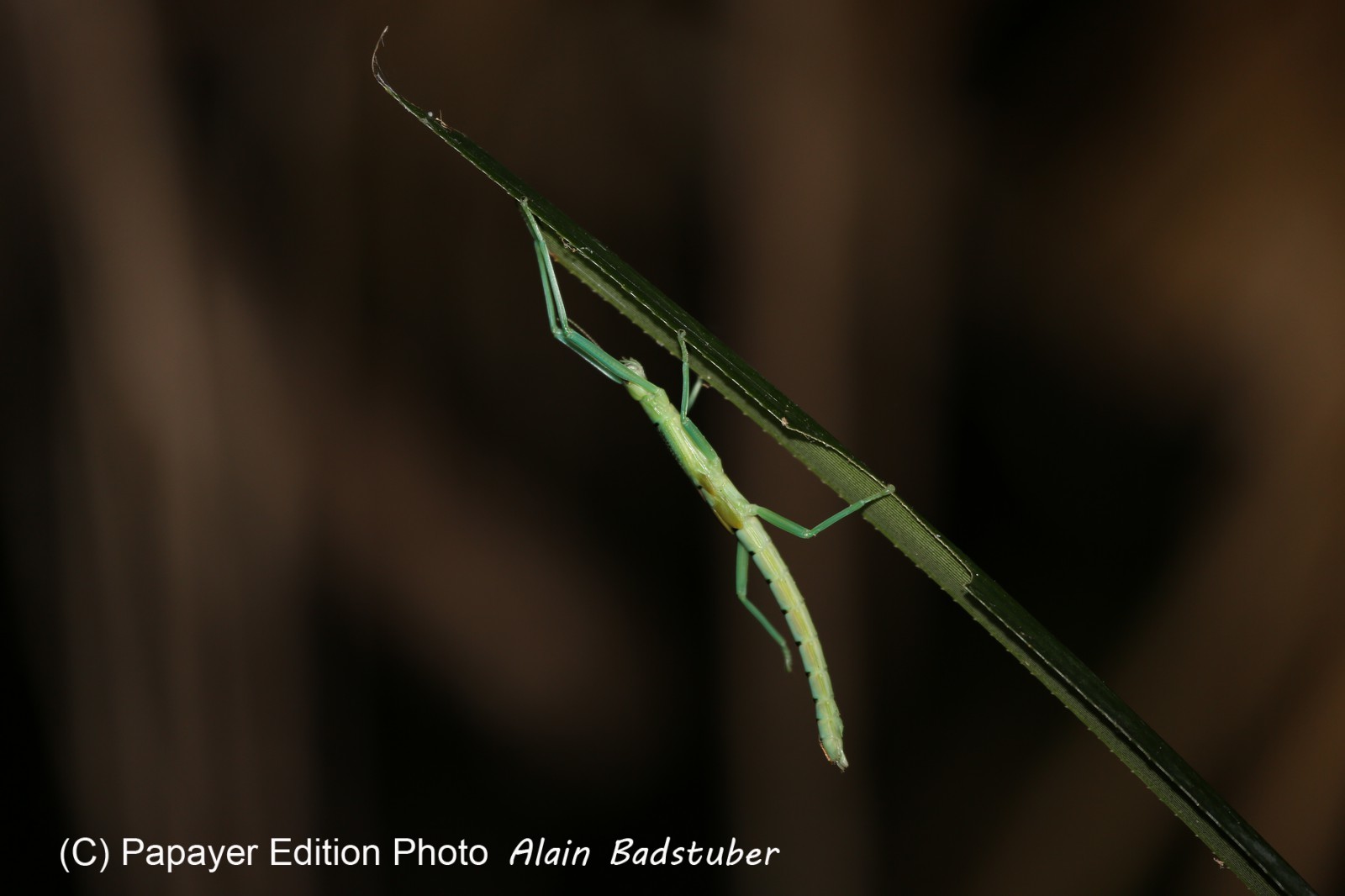 Phasmes à Cape Tribulation