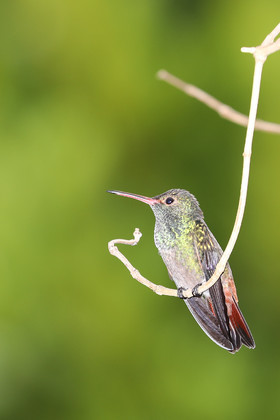 Premier séjour à Crooked Tree , au Bélize en octobre 2021