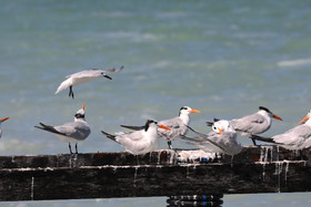 Deuxième séjour à Sarteneja, Bélize, Novembre - Décembre 2021