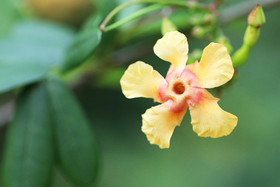 Deuxième séjour à Sarteneja, Bélize, Novembre - Décembre 2021