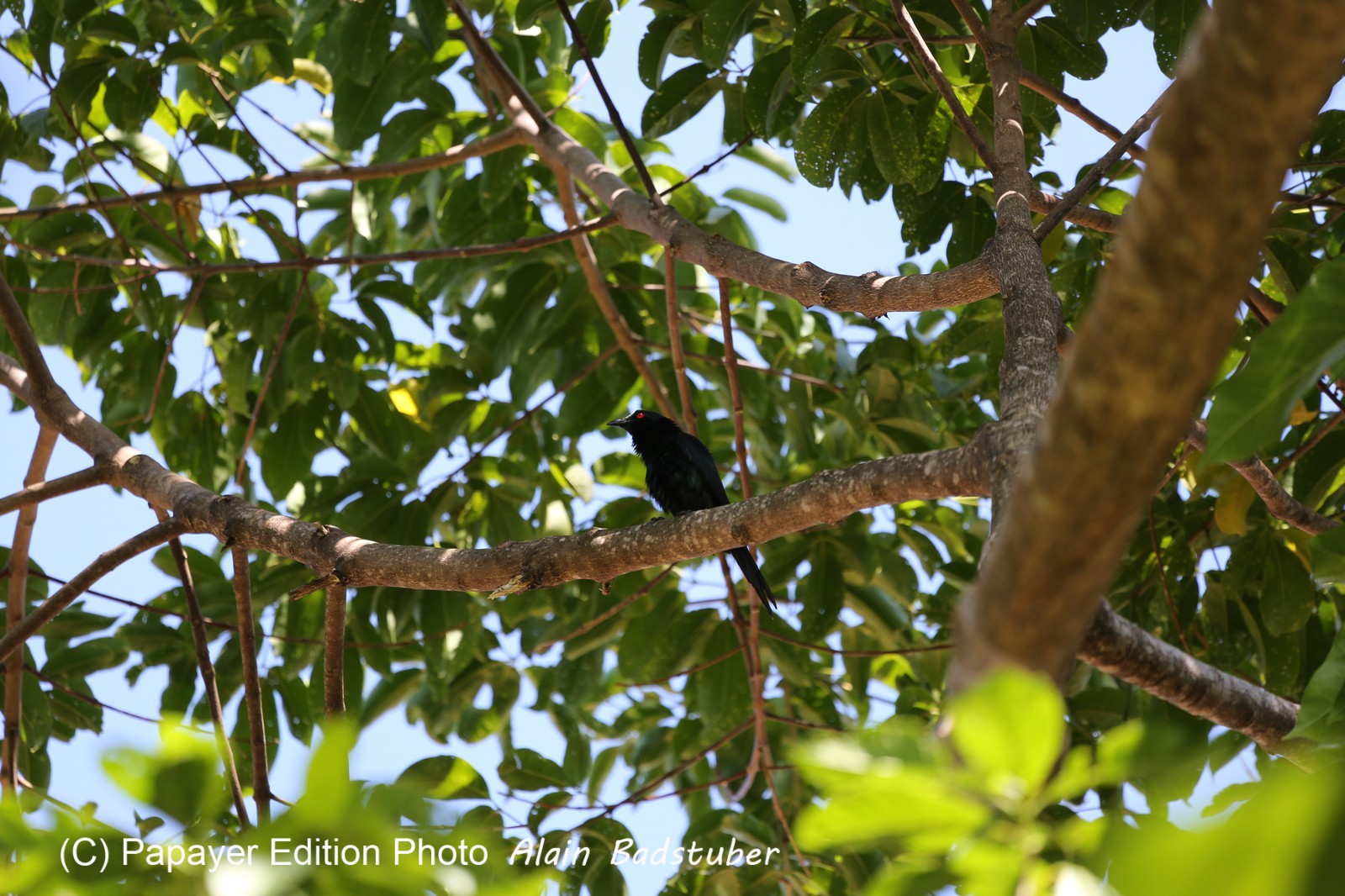 Oiseaux à Cape Tribulation