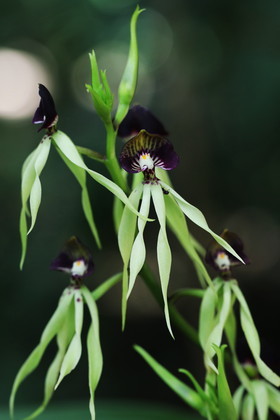 Hickatee Cottages, 4 jours de photo