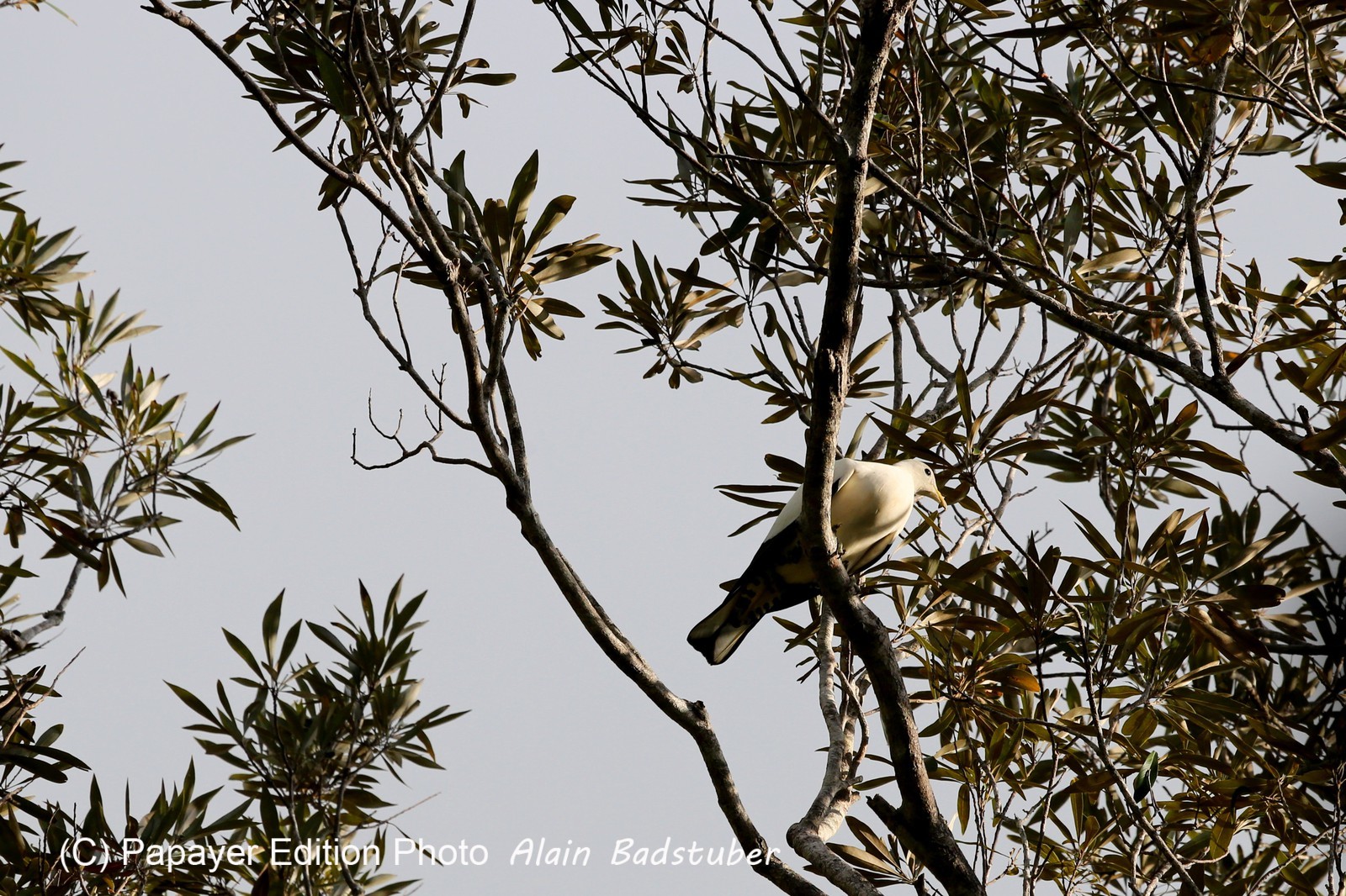 Oiseaux à Cape Tribulation