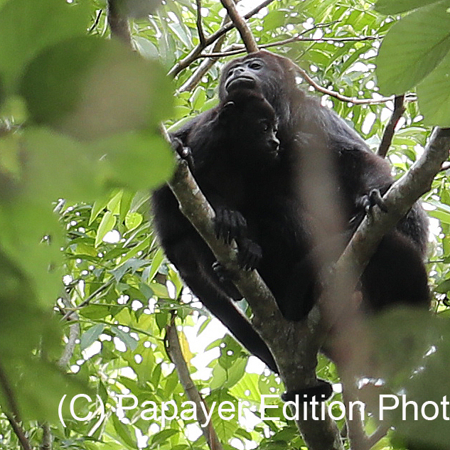 Singes hurleurs à Punta Gorda, Bélize