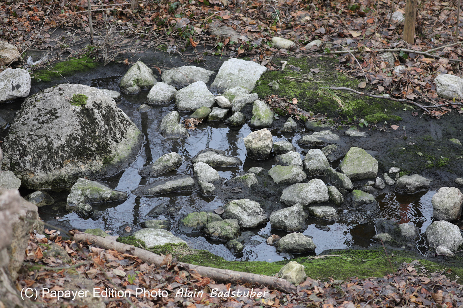 Faune et Flore de Suisse, 2022
