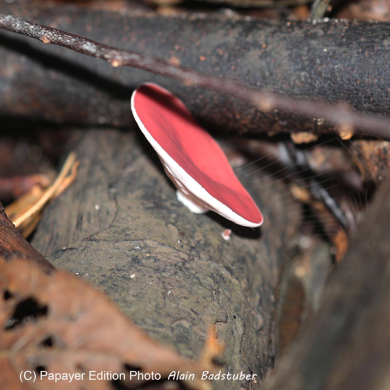 Quatre jours de terrain à Punta Gorda