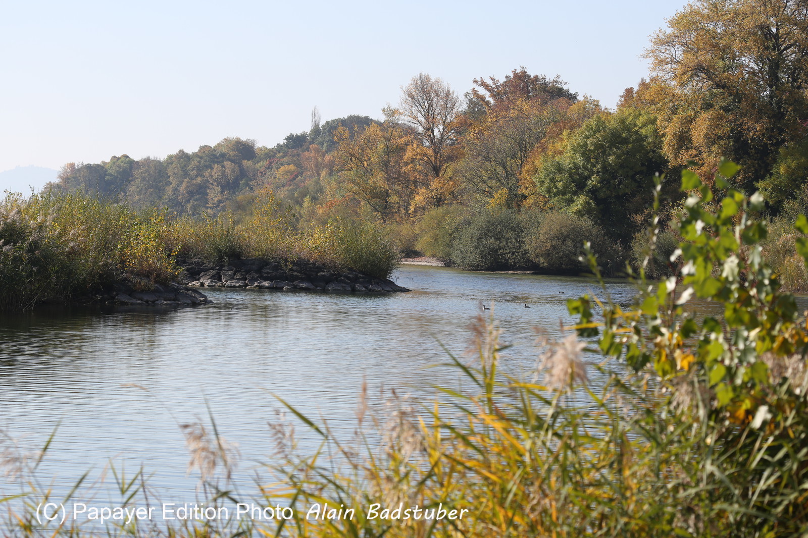 Ile aux oiseaux à Vaumarcus