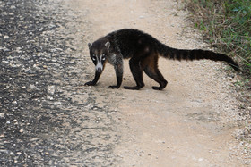 Deuxième séjour à Sarteneja, Bélize, Novembre - Décembre 2021