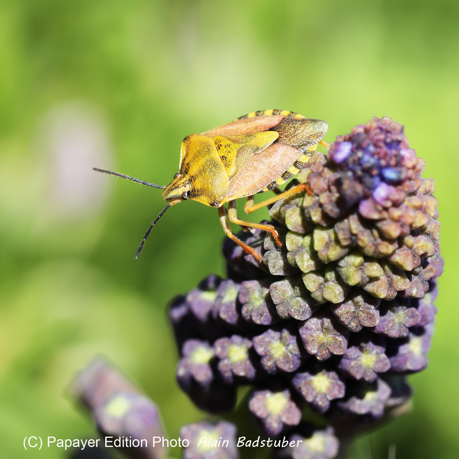 Punaise, détermination en cours