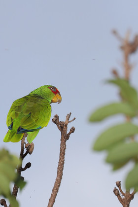 Premier séjour à Crooked Tree , au Bélize en octobre 2021