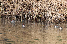 Faune et Flore de Suisse, 2022