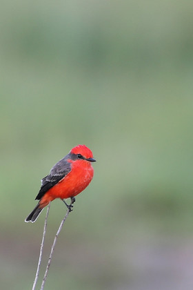 Premier séjour à Crooked Tree , au Bélize en octobre 2021