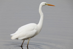 Faune et Flore de Suisse, 2022, Champs-Pittet, Grande Aigrette