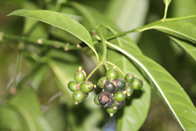 Quatre jours de terrain à Punta Gorda