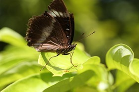 Papillons à Cape Tribulation