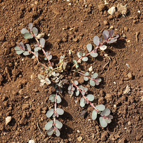 Végétaux et Champignons