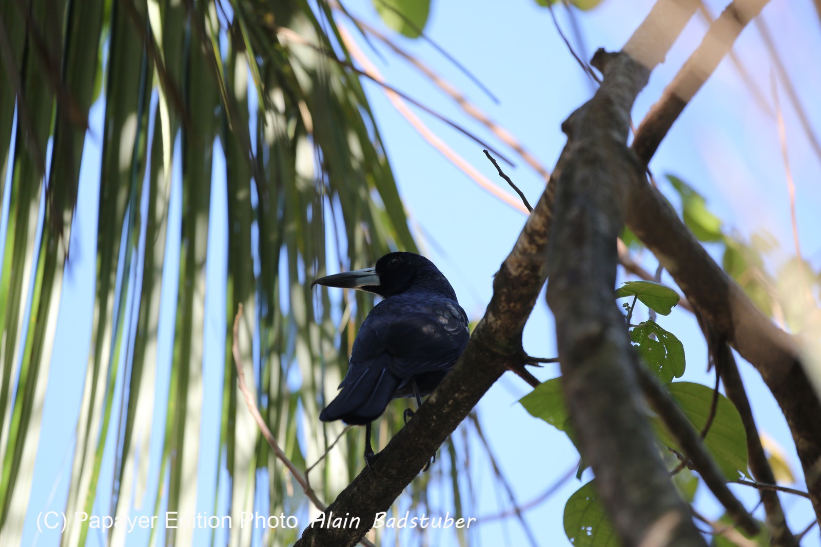 Oiseaux à Cape Tribulation
