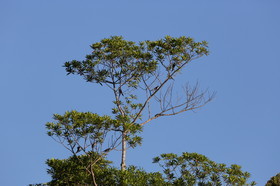 L'Australie à Cow Bay et Cape Tribulation en 2017