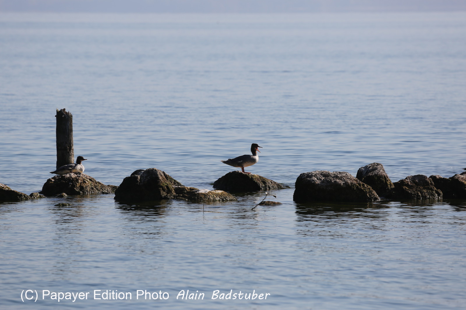 Ile aux oiseaux à Vaumarcus