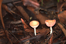 Quatre jours de terrain à Punta Gorda