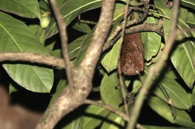 Mammifères à Cape Tribulation