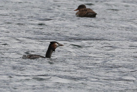 Faune et Flore de Suisse, 2022, Vaumarcus, Repas d'un Grèbe huppé