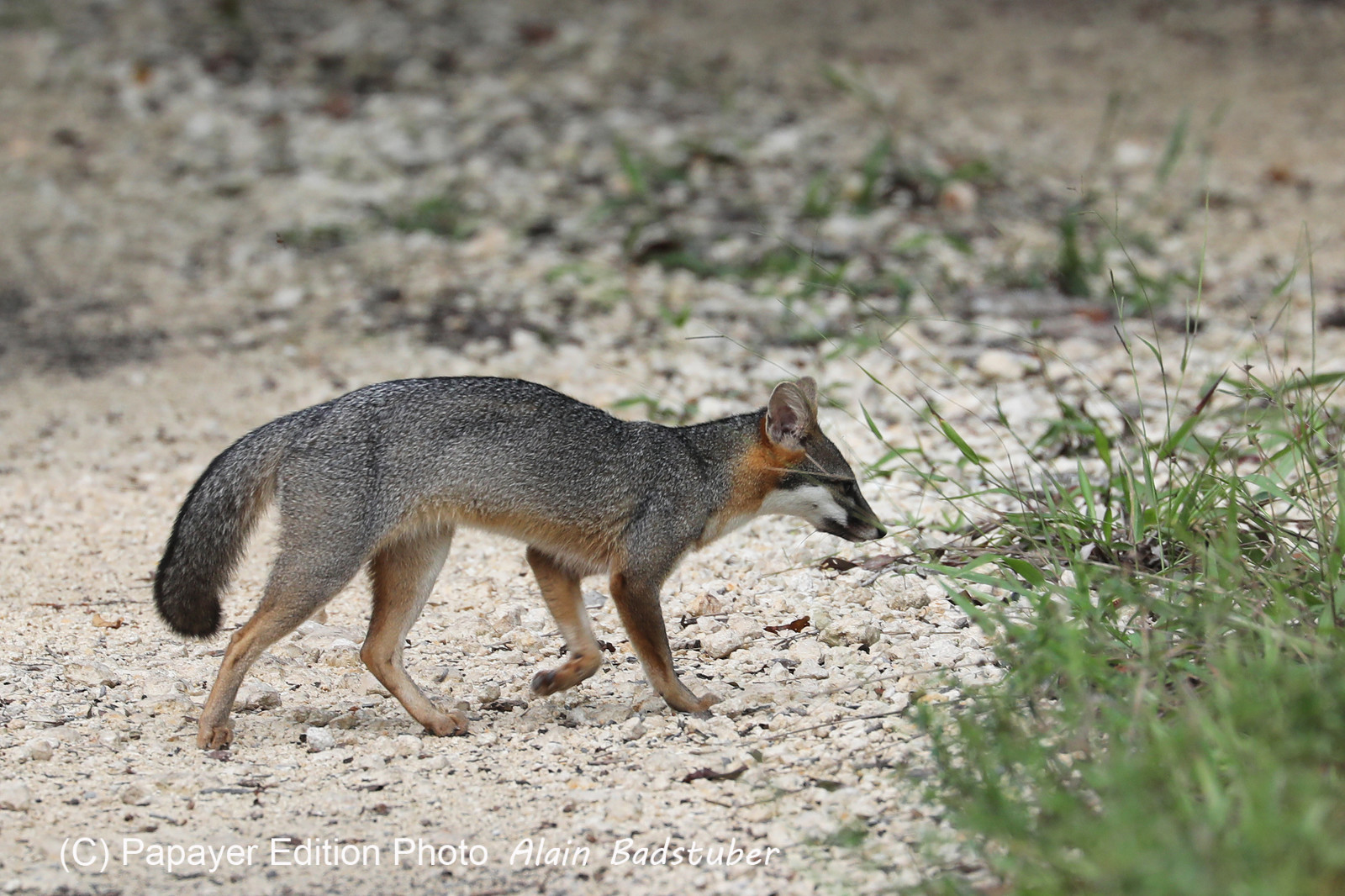 Deuxième séjour à Sarteneja, Bélize, Novembre - Décembre 2021