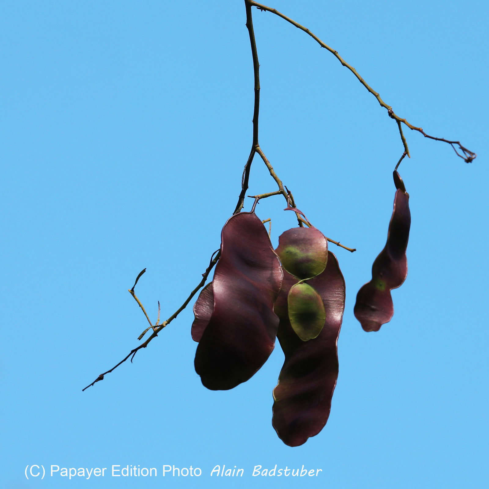 Végétaux et Champignons