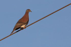 Hopkins, Octobre-Novembre 2021