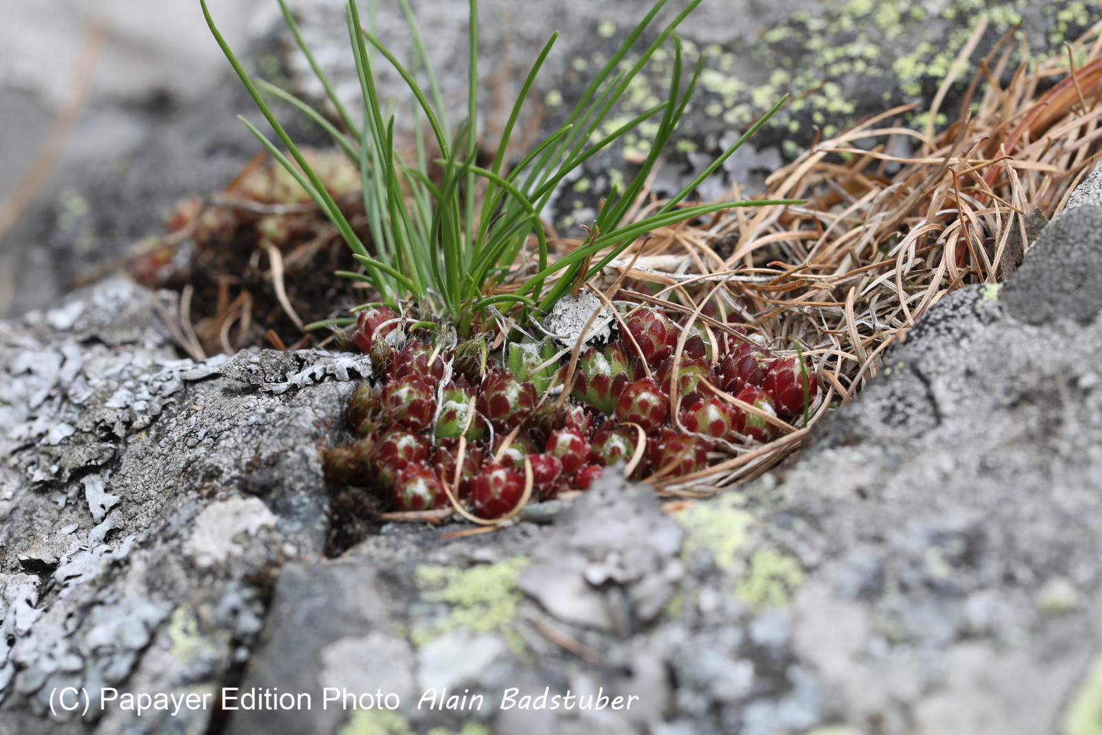 Encore une journée non favorable à la pratique de WingFoil