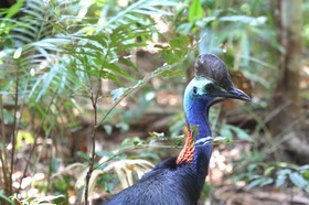 Oiseaux à Cape Tribulation