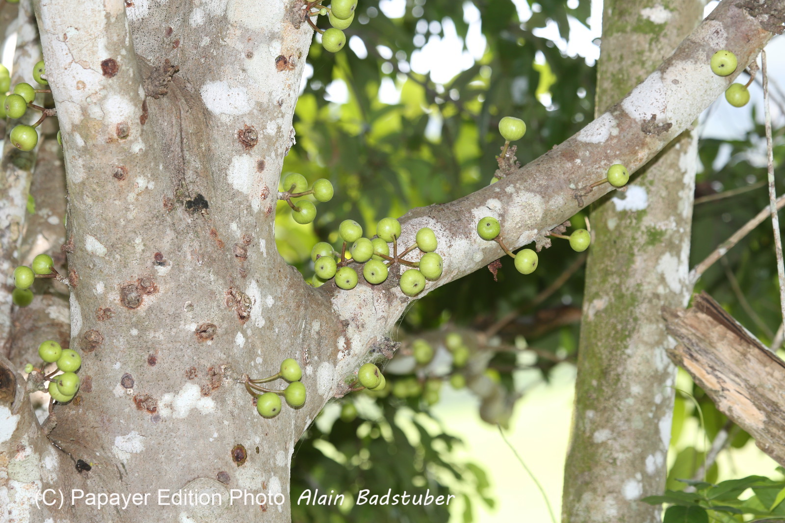 L'Australie à Cow Bay et Cape Tribulation en 2017