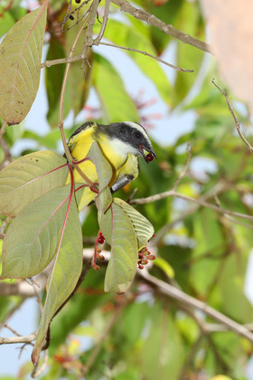 Premier séjour à Crooked Tree , au Bélize en octobre 2021