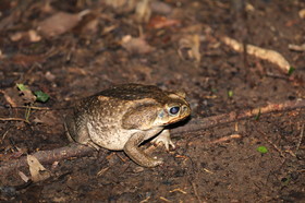 Hickatee Cottages, 4 jours de photo