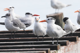 Hopkins, Octobre-Novembre 2021