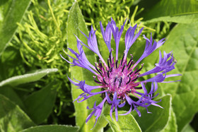 Encore une journée non favorable à la pratique de WingFoil