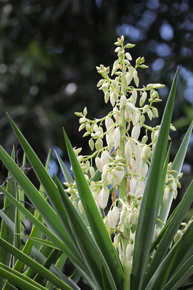 Végétaux et Champignons