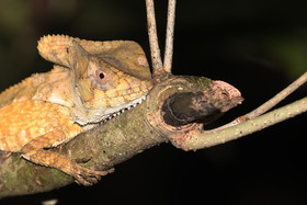 Quatre jours de terrain à Punta Gorda