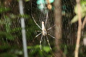 L'Australie à Cow Bay et Cape Tribulation en 2017