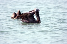 Images_Belize_2011_440