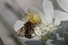 Ballade aux Follatères en mai 2018