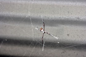 Images_Belize_2011_166