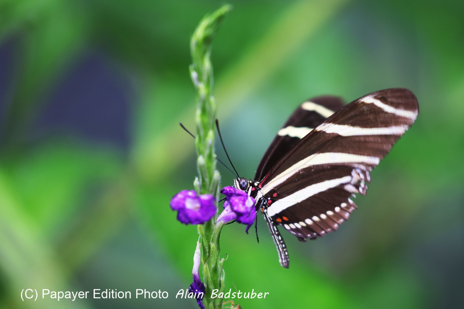 Punta Culebra Nature Center